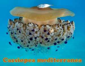 cassiopea